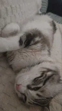 Chat sibérien croisé adult