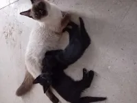 Chatons noir issu d'une siamois 