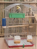 oiseau-couple-calopsite-avec-cage-كوكتيل-cockatiel-chiffa-blida-algerie