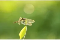 Sigma Objectif 105mm F2.8 DG DN Macro Art - Monture Sony