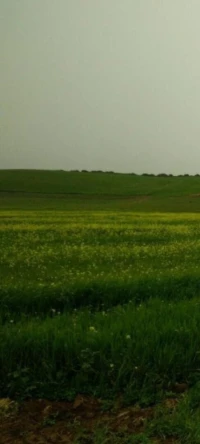 Vente Terrain Agricole Oran Boufatis