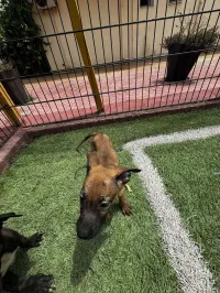 Des chiots malinois staff