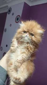 Persan piki face mâle