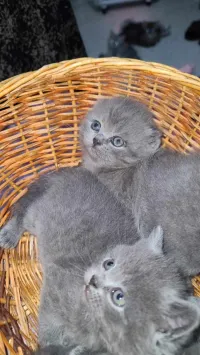Chatons Scottish et British age 37 jr