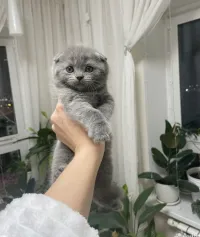 Chaton Scottish fold et straight