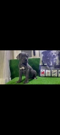 Cani corso