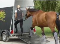 Matériel équitation Protection voyage et transport cheval gris