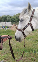 animals-accessories-materiel-equitation-cheval-mohammadia-alger-algeria