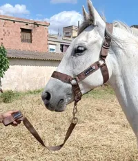 Matériel équitation cheval 