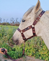 animals-accessories-materiel-equitation-cheval-mohammadia-alger-algeria