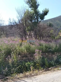 Vente Terrain Tizi Ouzou Zekri