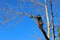 abattage des arbres