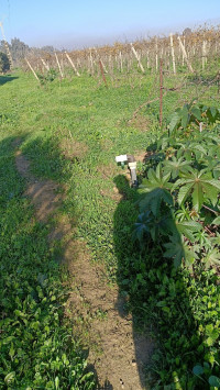 terrain-agricole-vente-blida-ben-khellil-algerie