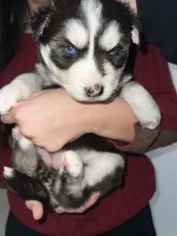 Husky poil long