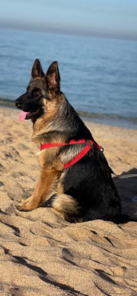 chien-berger-allemand-pedigree-ain-taya-alger-algerie