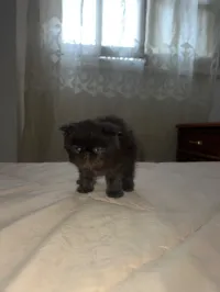 Chat persan 2mois