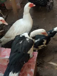 Canard de barbarie 