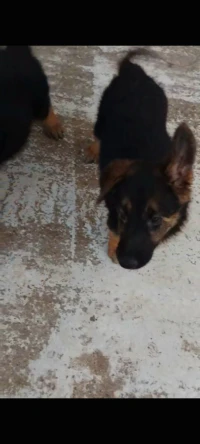 Chiot Berger Allemand 3mois pedigrée