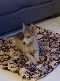 Chien husky sibérien 