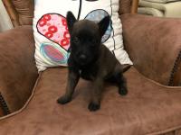 chien-chiot-malinois-ain-naadja-alger-algerie