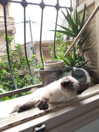 قطط-chatons-siamoi-أولاد-فايت-الجزائر