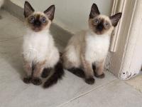 قطة-chatons-siamoi-أولاد-فايت-الجزائر