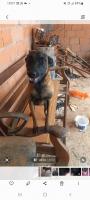 chien-chiens-malinois-birtouta-alger-algerie