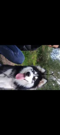 Husky Mal 