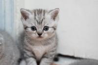 قطة-chatons-british-shorthair-silver-57j-الجزائر-وسط