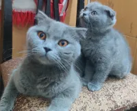 chatons scotish femelle 3 mois