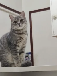femelle british shorthair en chaleur