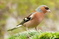 oiseau-pinson-des-arbres-europeen-alger-centre-algerie