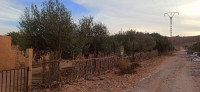 terrain-agricole-vente-ghardaia-el-atteuf-algerie