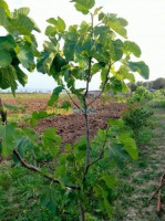 terrain-vente-el-taref-ben-mehdi-algerie