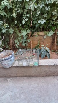 Cage pour oiseaux