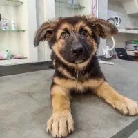Chiot Berger Allemand Age 70 Jr