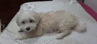 Caniche
