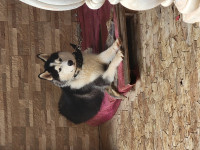 chien-husky-a-vendre-khraissia-alger-algerie