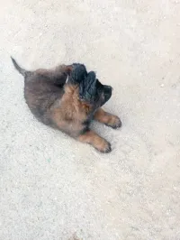 Chiots malinois 