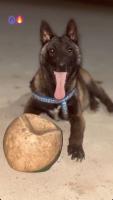 chien-malinois-charbonne-male-bouinan-blida-algerie