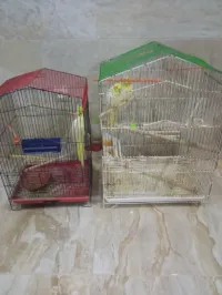 3 piroki koktil