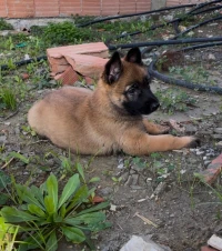 Malinois pure race