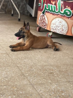 chien-pure-race-malinois-bab-ezzouar-alger-algerie