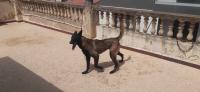 chien-malinois-male-et-female-cheraga-alger-algerie