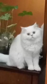 Chat persan âgé de 14 Mois 