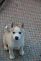 chien-femelle-husky-algerie