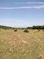 terrain-agricole-vente-el-tarf-ben-mehdi-algerie