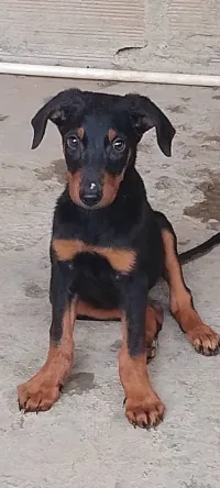Doberman 