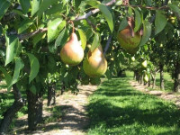 terrain-agricole-vente-blida-ouled-el-alleug-algerie