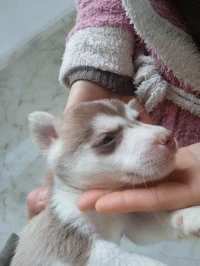 Chiots husky sibérien avendre
